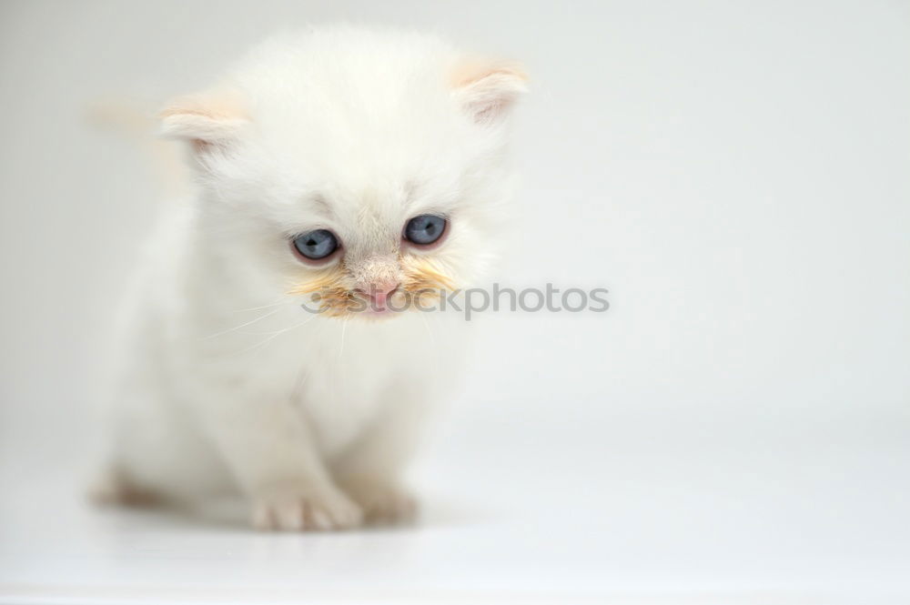 Similar – Image, Stock Photo Baby cat 3 Animal Pet Cat