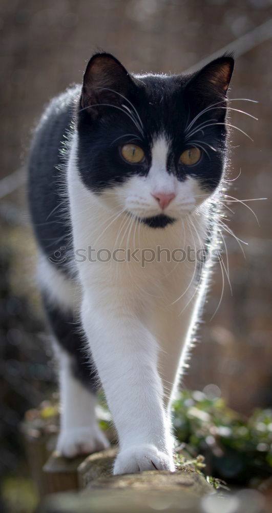 Similar – Image, Stock Photo There’s a black cat lying in wait on the wall.