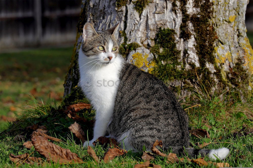 Similar – Foto Bild Komm wir spielen Katz und Maus