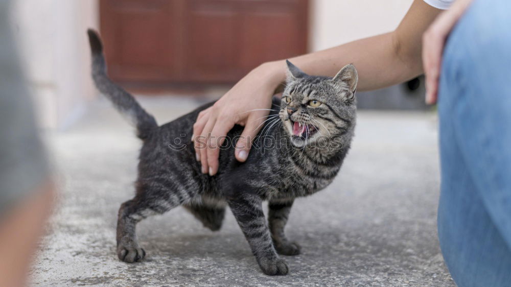 Similar – Image, Stock Photo little cat in the arms of a child