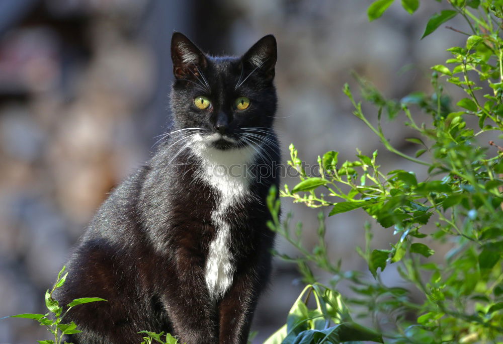 Similar – Image, Stock Photo Corsican Cat Environment