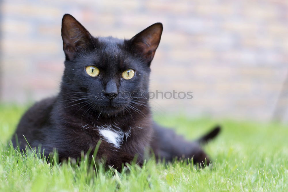 Similar – Image, Stock Photo Attentive Observer Nature