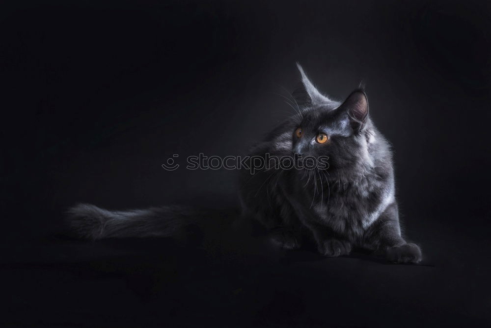 Similar – Maine Coon Cat