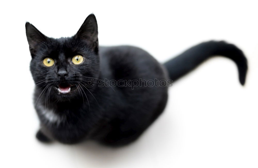 Similar – Image, Stock Photo murrrrrrrrr Cat Meow Purr