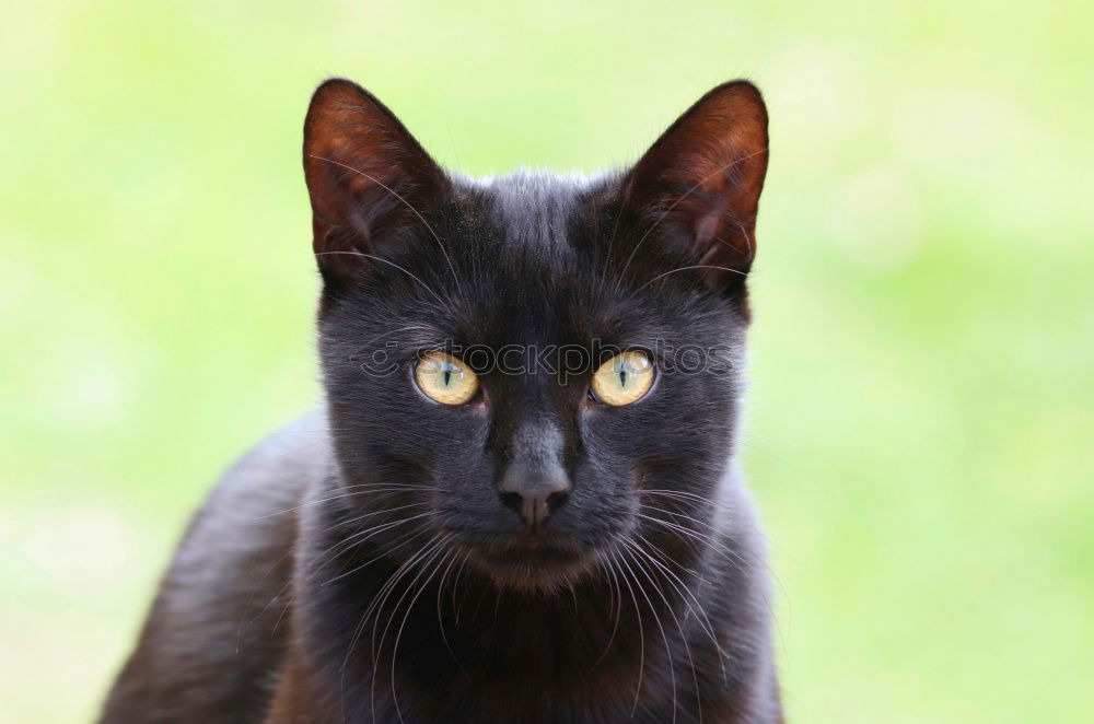 Similar – Image, Stock Photo Attentive Observer Nature