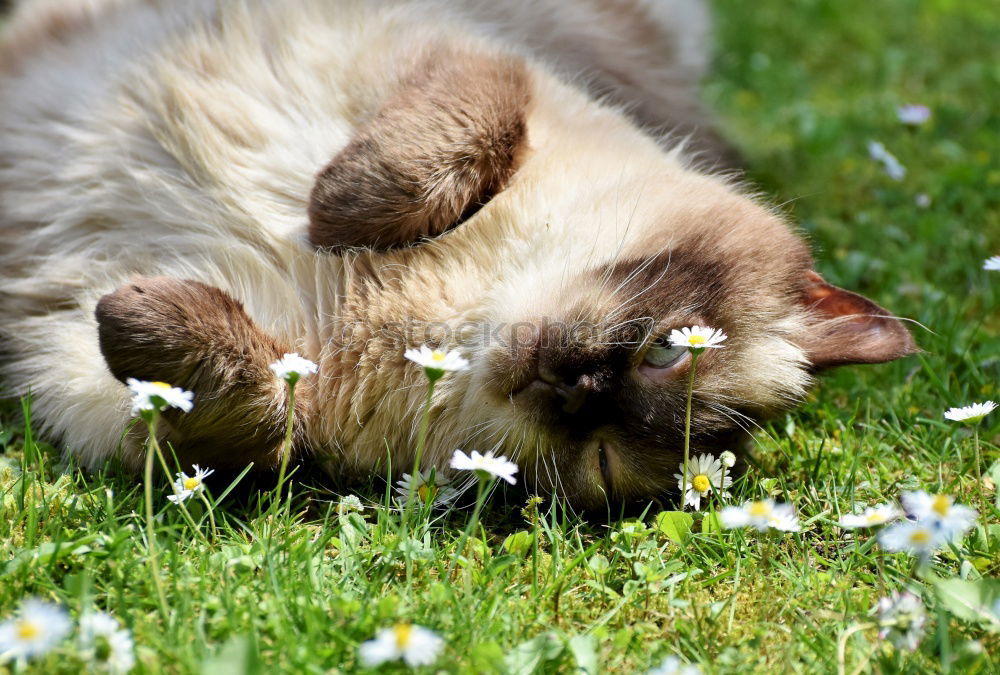 Similar – Image, Stock Photo I dream I’m a daisy. Dog