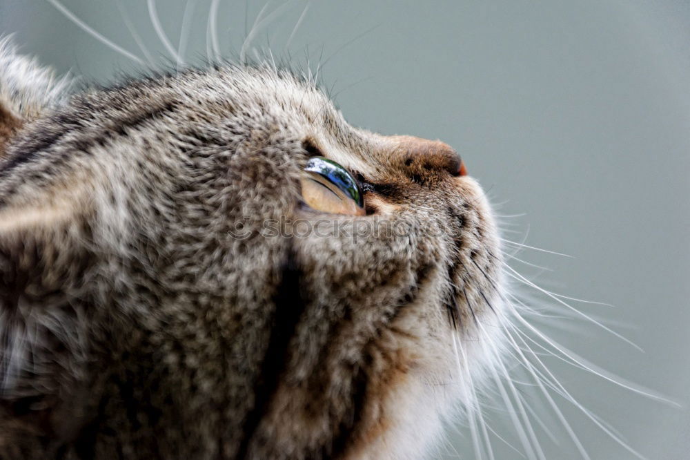 Similar – Image, Stock Photo Low tiger cat with blue eyes