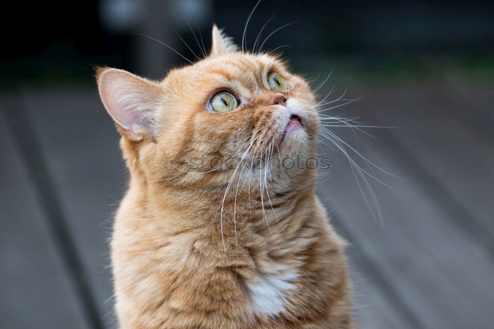 rot orange ingwer maine coon Kätzchen Porträt