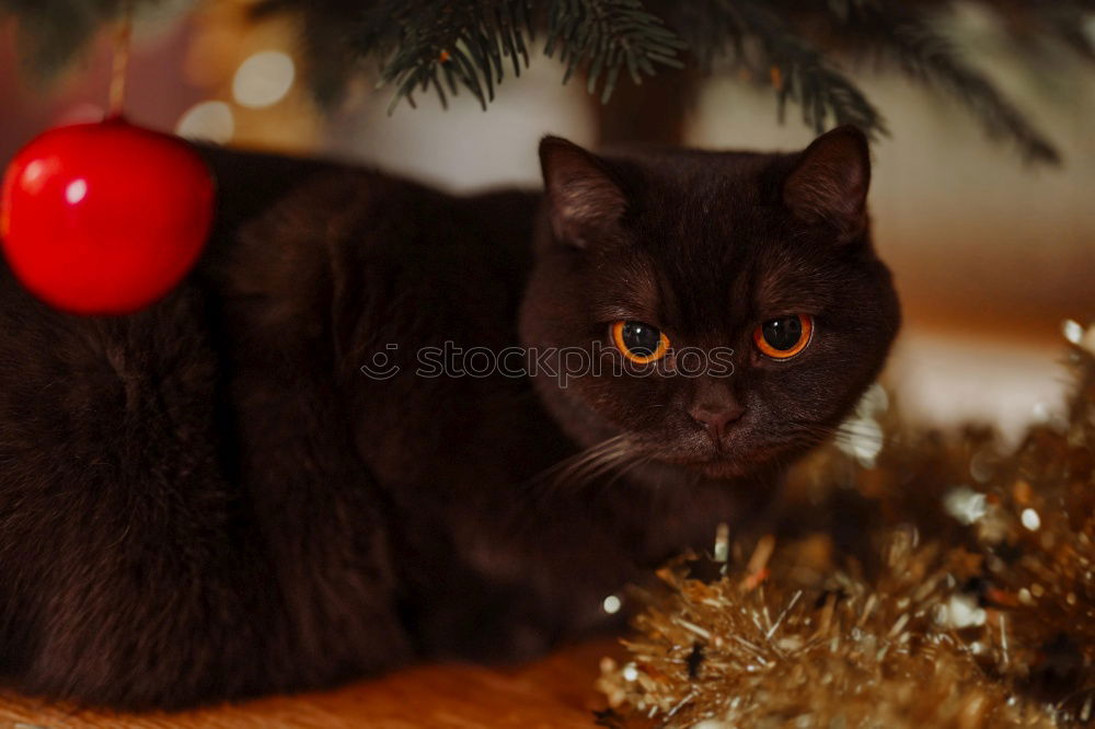 Similar – Foto Bild Katze in einer Weihnachtsmütze