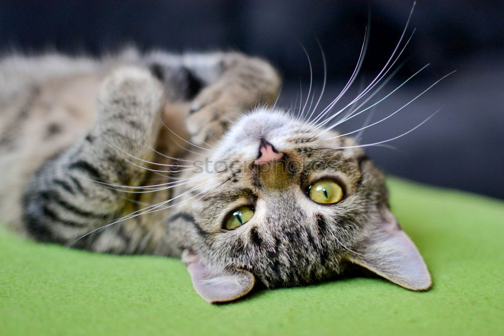 Similar – Image, Stock Photo RELAX Resting Cat Bed