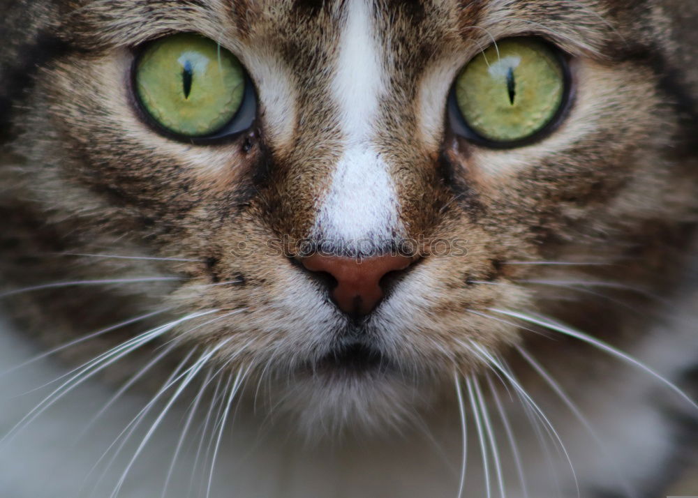 Similar – Image, Stock Photo Low tiger cat with blue eyes