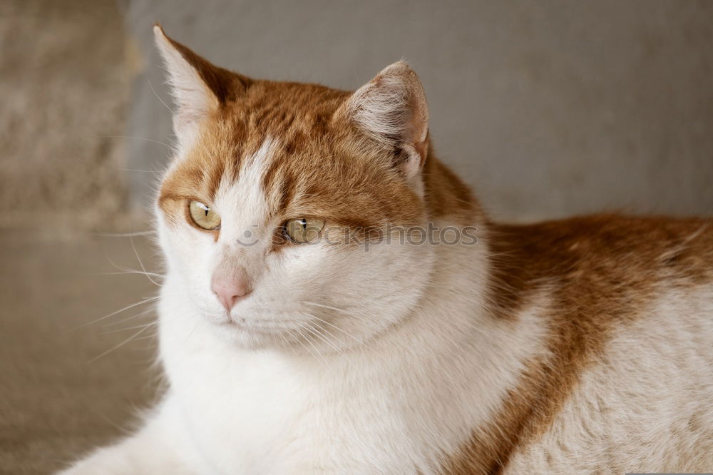 Similar – Image, Stock Photo Don’t blink