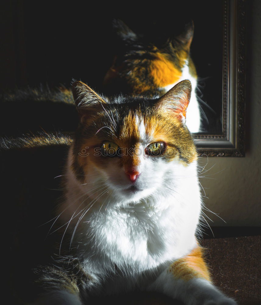 Similar – Image, Stock Photo watching II