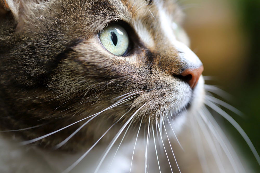 Similar – Image, Stock Photo diesel Cat Kitchen Window