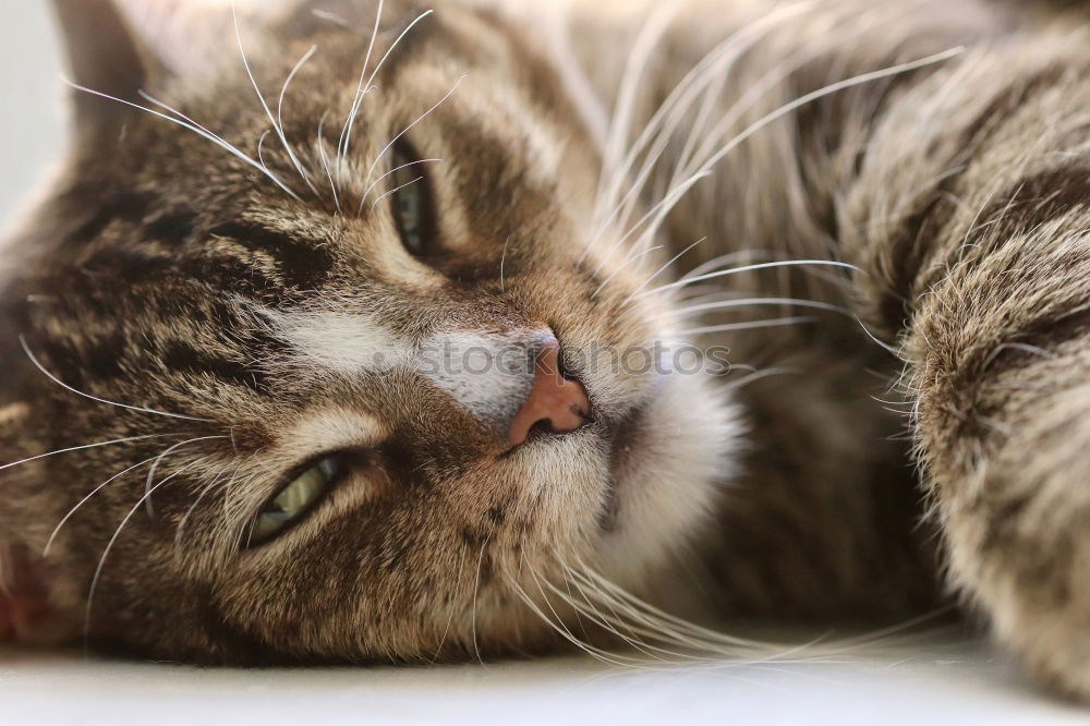 Similar – Image, Stock Photo purring Animal Pet Cat 1