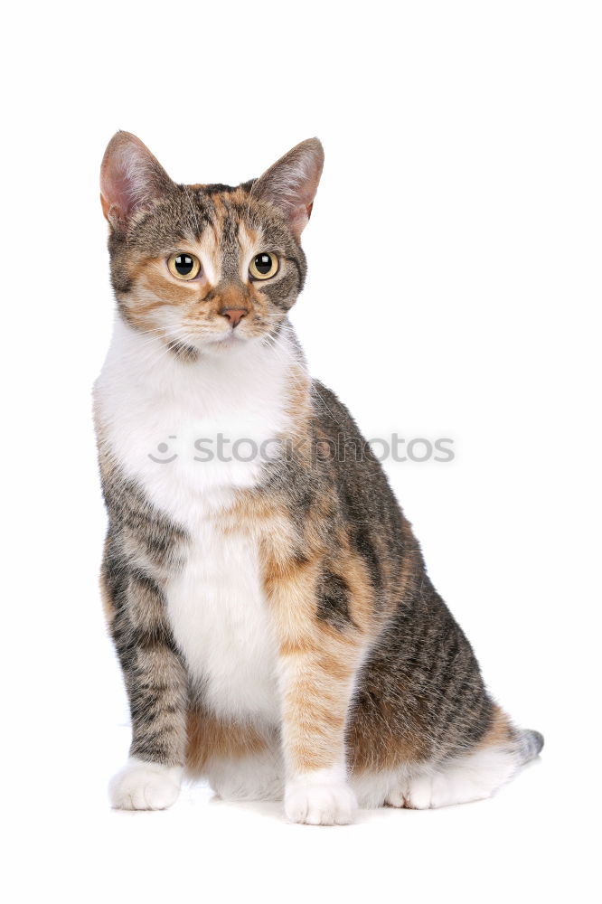 Similar – Image, Stock Photo hungry unhappy cat Pet Cat