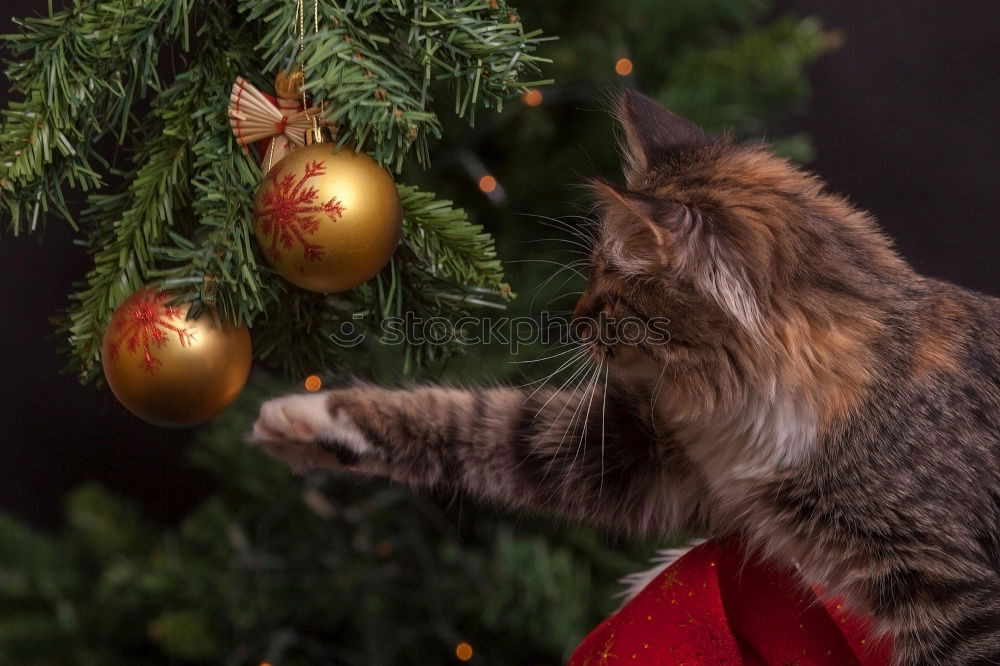 Similar – Foto Bild Katze in einer Weihnachtsmütze