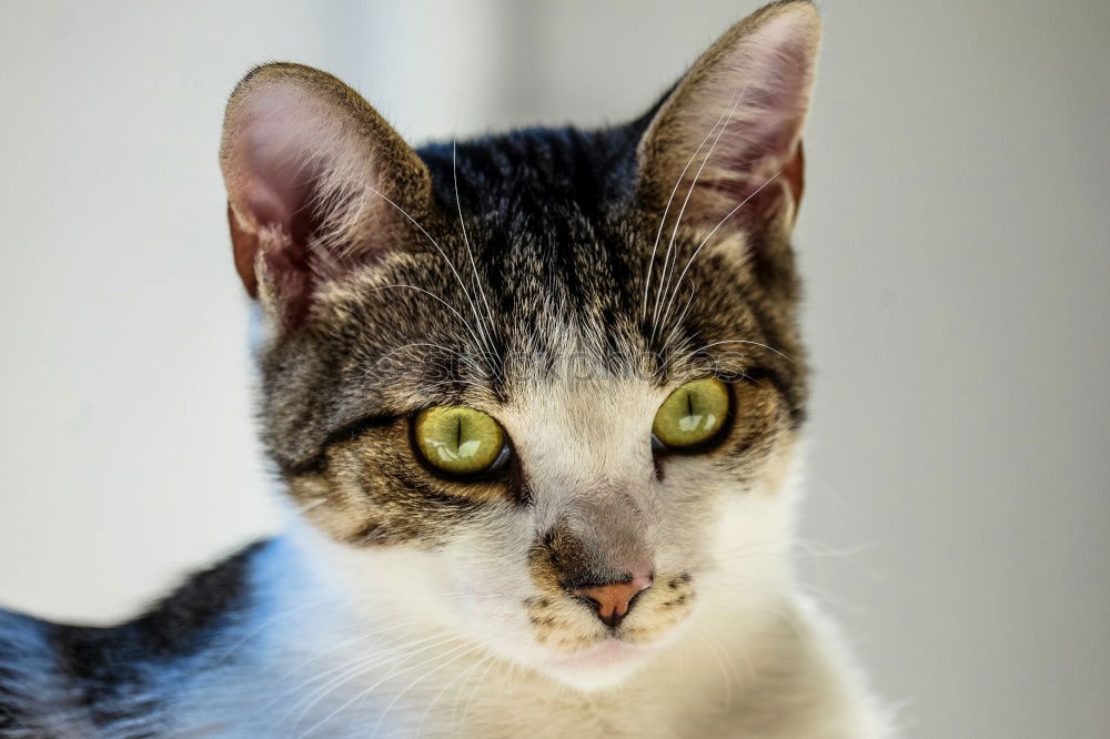 Similar – cute mottled cat Beautiful