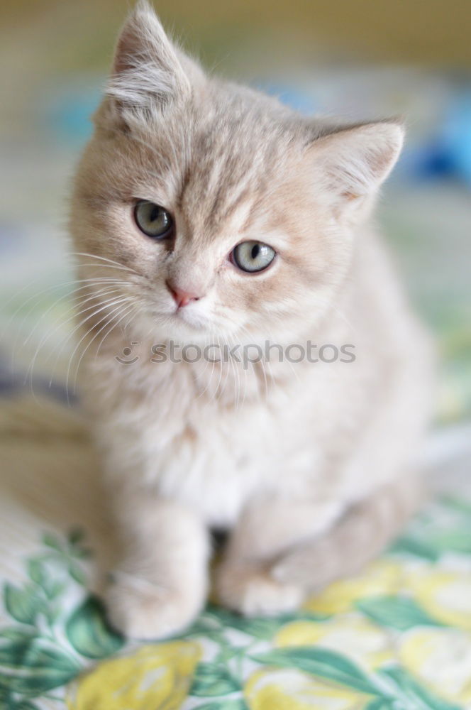 Similar – Image, Stock Photo Another cat. Meat Animal