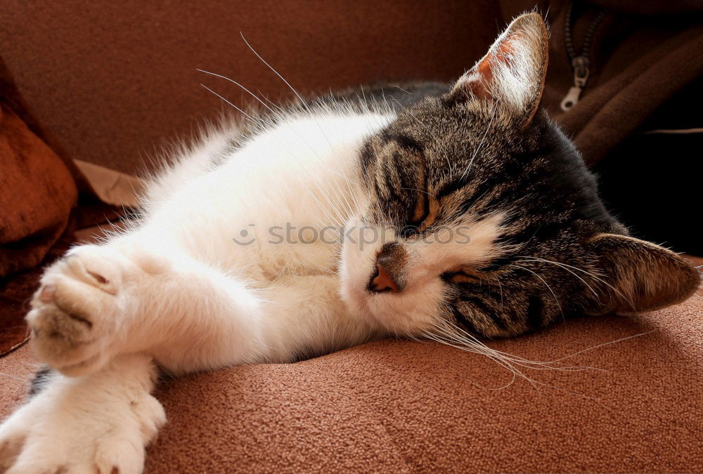 Similar – Image, Stock Photo Lotta at 30° C Cat Fatigue