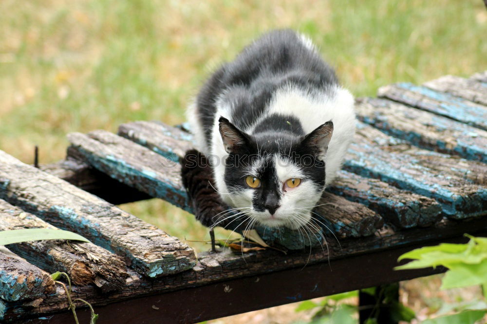 Similar – Image, Stock Photo cat’s life Cat Sleep