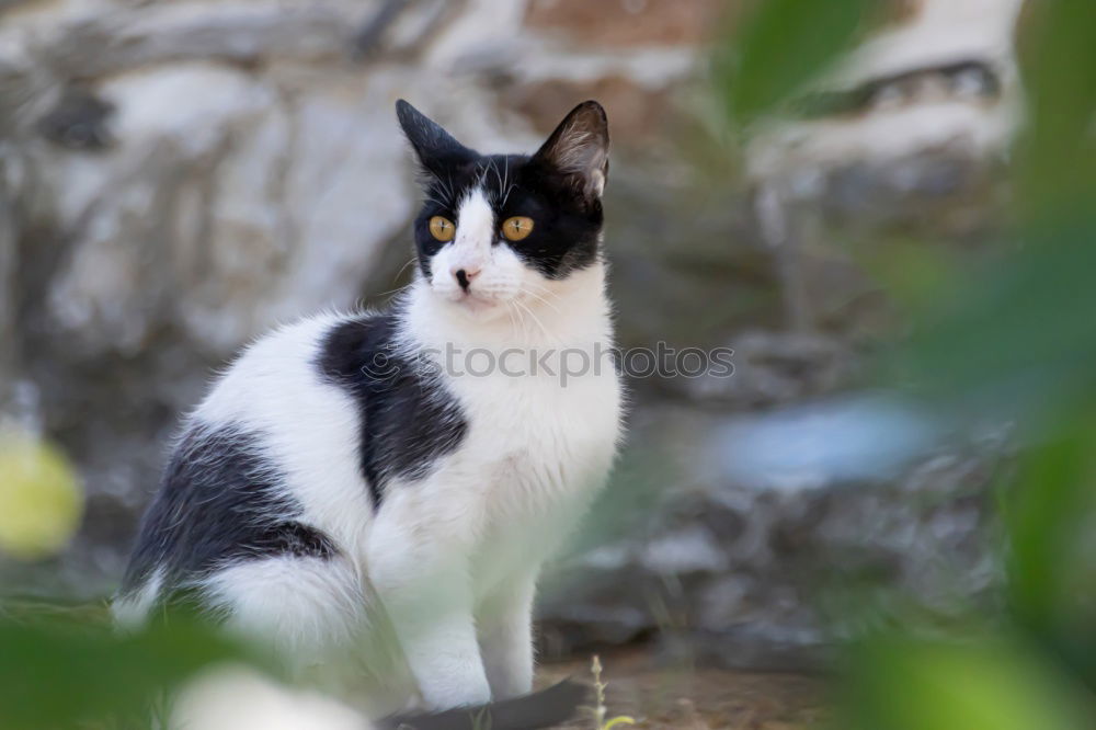 Similar – Image, Stock Photo Corsican Cat Environment