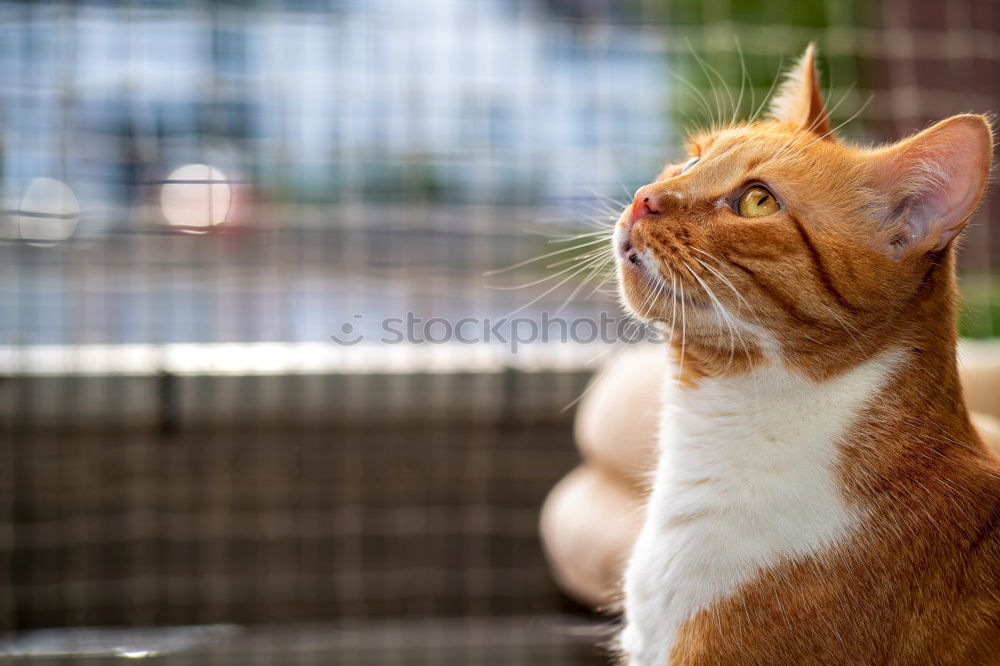 Similar – Image, Stock Photo On quiet paws Animal Cat 1