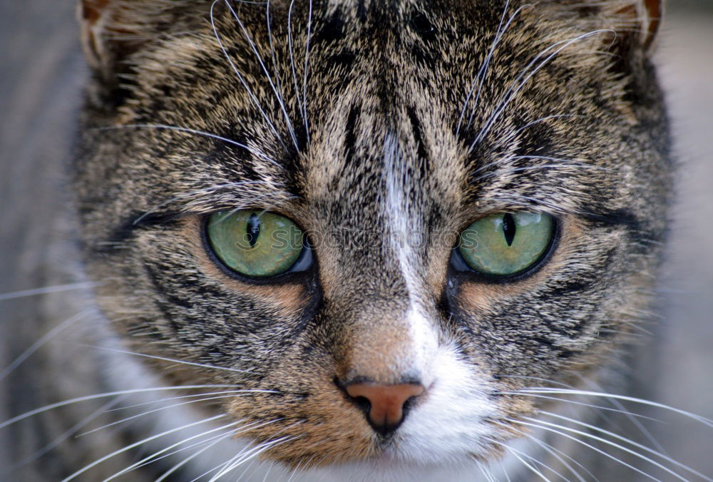 Similar – Image, Stock Photo Portrait of a lying cat with a paw