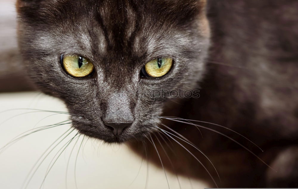 Similar – cute mottled cat Beautiful