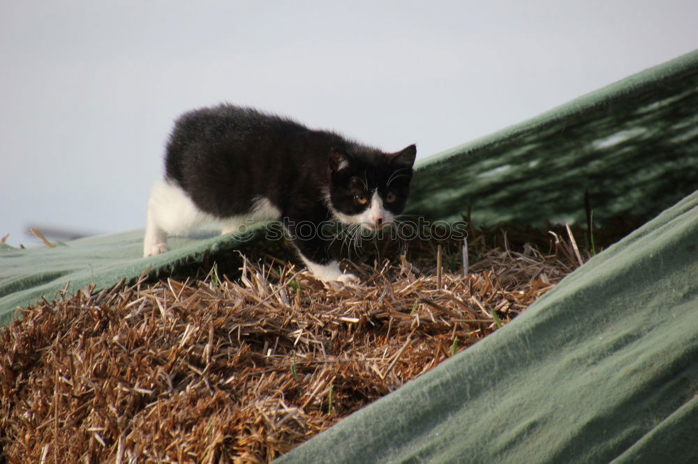 Similar – Foto Bild Komm wir spielen Katz und Maus