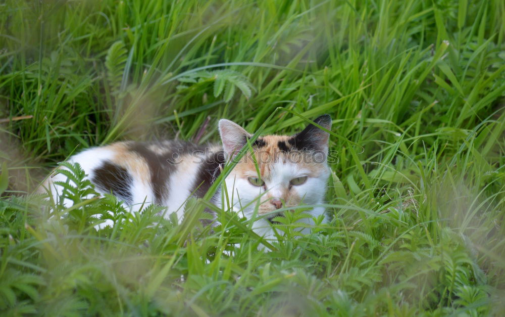 Similar – Katze im Gras Wiese