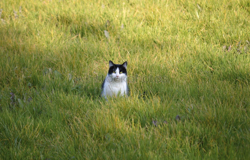 Similar – Katze im Gras Wiese