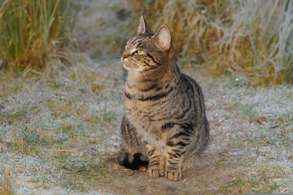 Similar – Foto Bild Komm wir spielen Katz und Maus
