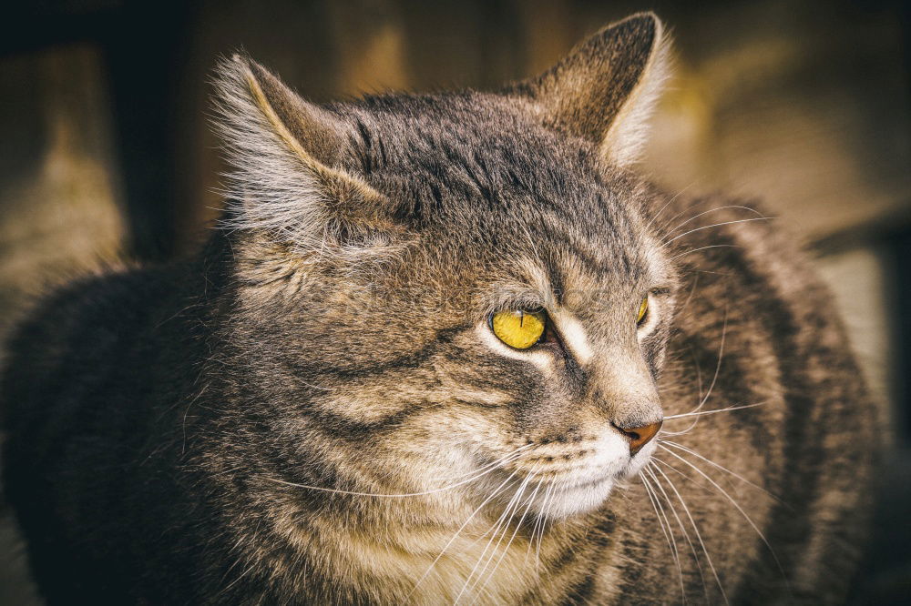 Similar – Image, Stock Photo balcony cat Animal Pet Cat