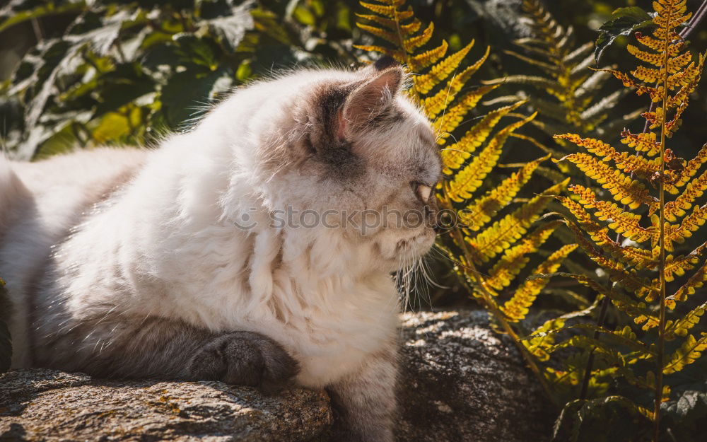 Similar – Image, Stock Photo Gutn Tach Environment