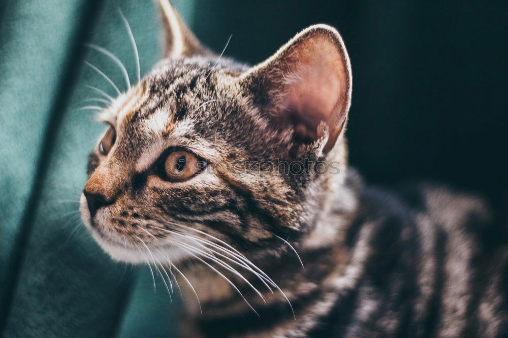 Similar – Cat sitting on hind legs playing with grass