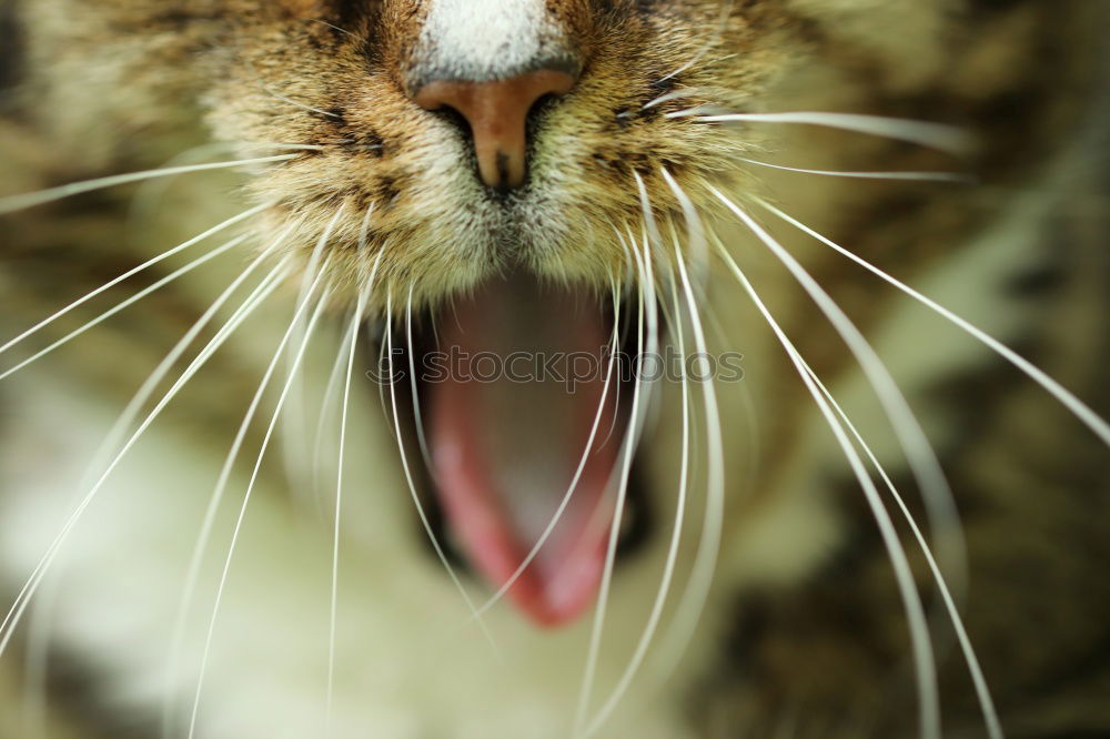 Similar – Image, Stock Photo Cat in the bush Bushes