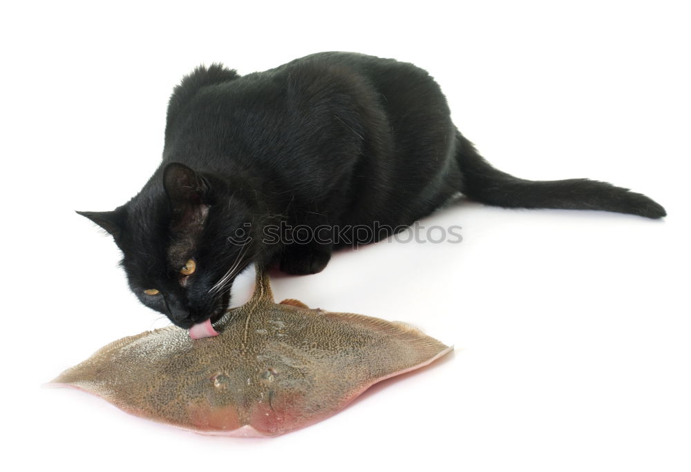 Similar – Image, Stock Photo meal Cat Animal To feed