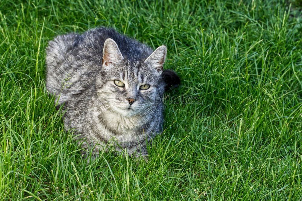 Similar – Young cat playing in the grass…