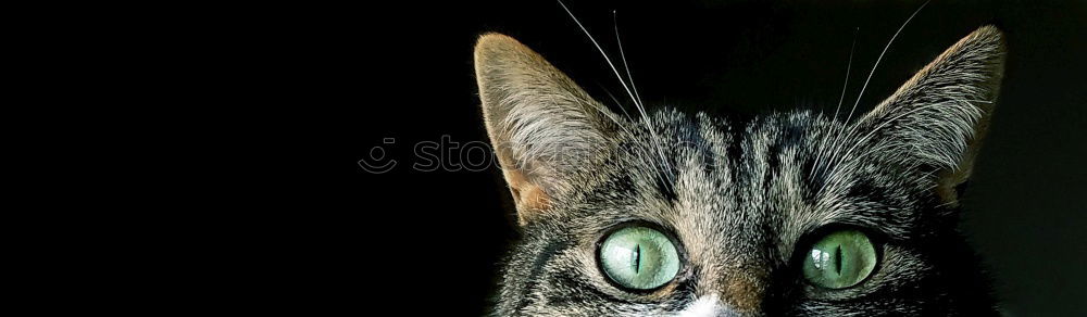 Similar – Image, Stock Photo Scary Cat Beautiful Face