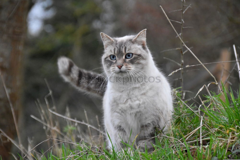 Similar – Cat on mowed meadow Nature