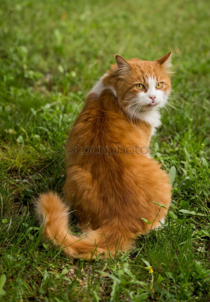 Similar – red cat sitting Animal Pet