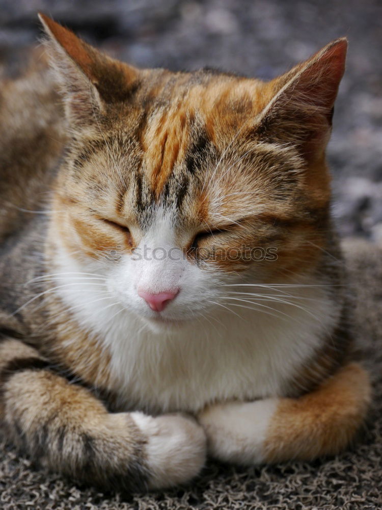 Similar – Image, Stock Photo gray striped street cat