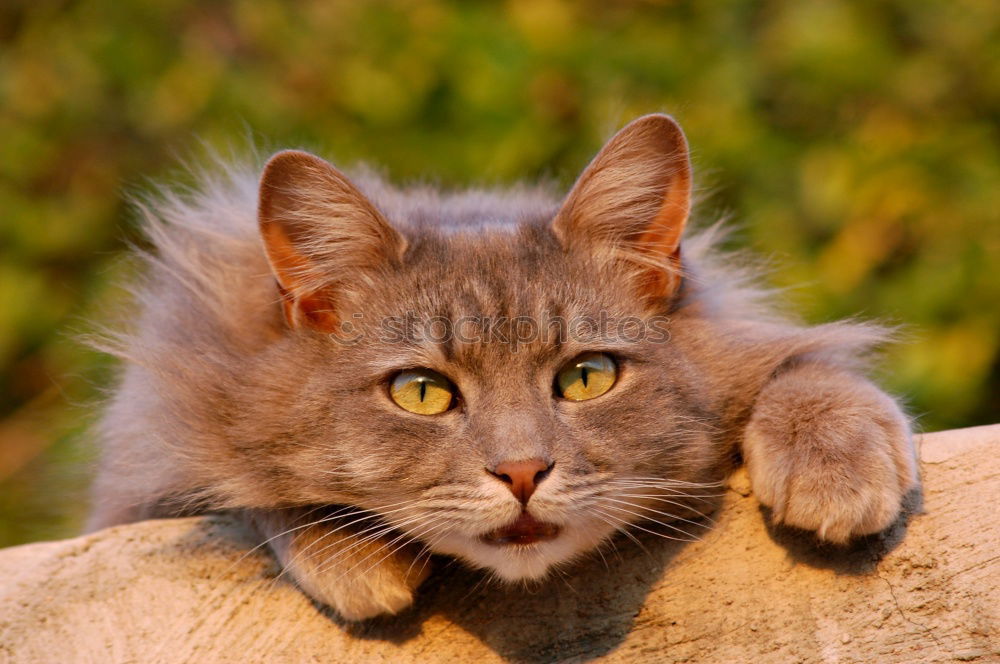Similar – Image, Stock Photo BirdPerspective Pet Cat