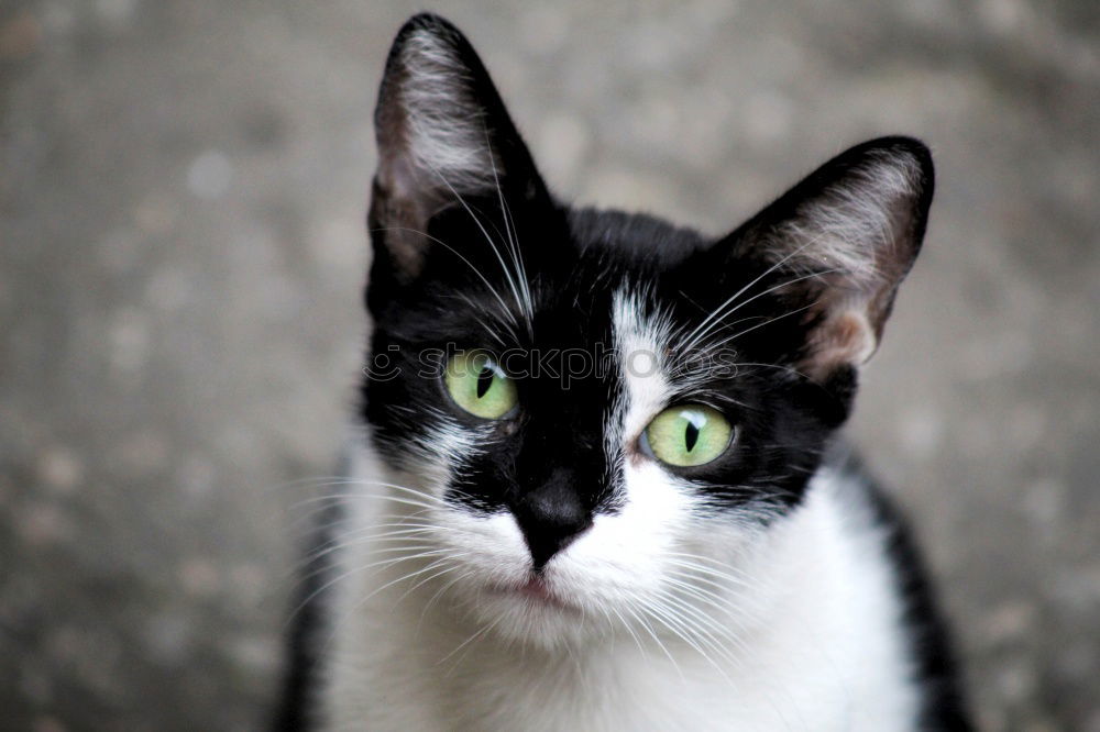 cute mottled cat Beautiful