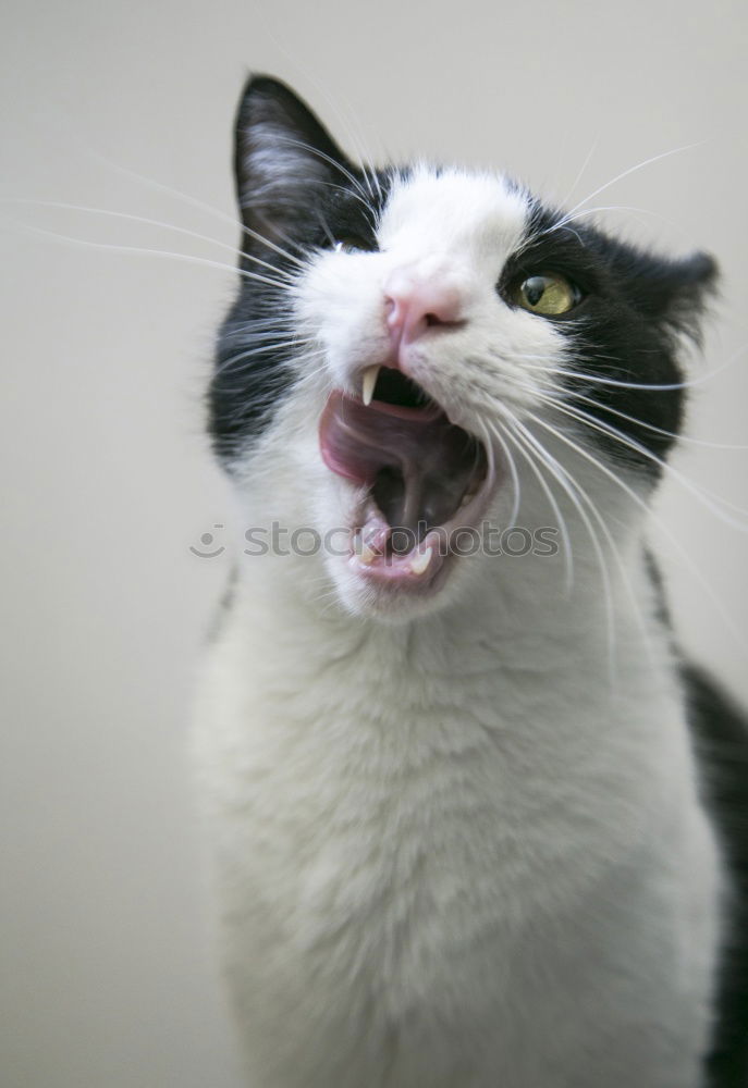 Similar – bottom view of maine coon cat licking glass table