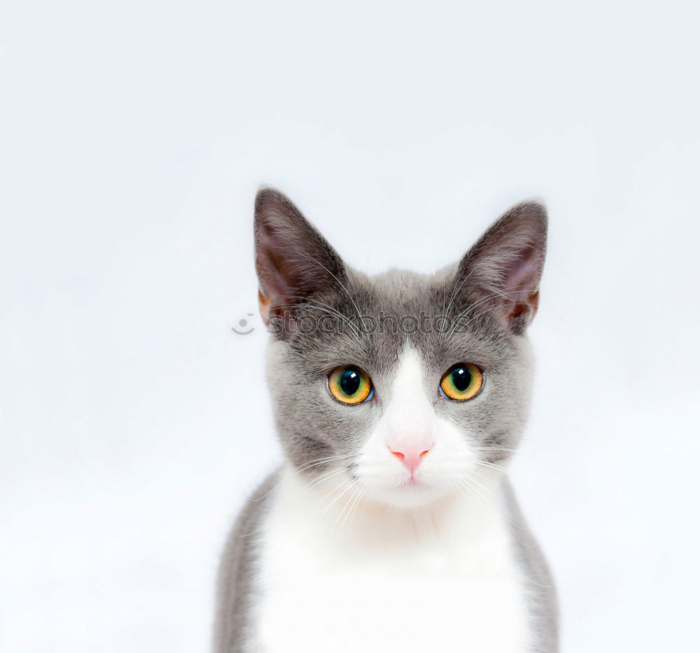 Similar – Image, Stock Photo Katze zwischen Blumen
