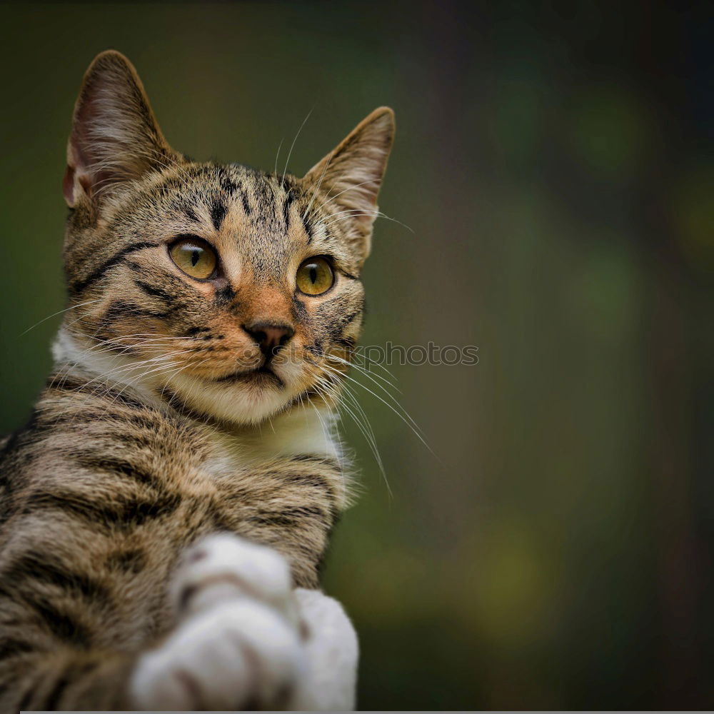 Image, Stock Photo Watchful, the little one