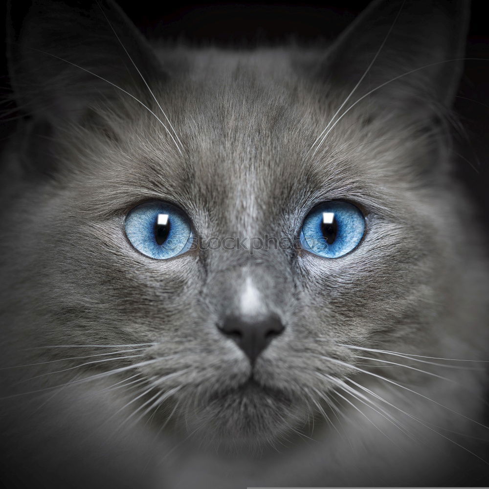 Similar – Image, Stock Photo hypnosis Cat Gray Pelt