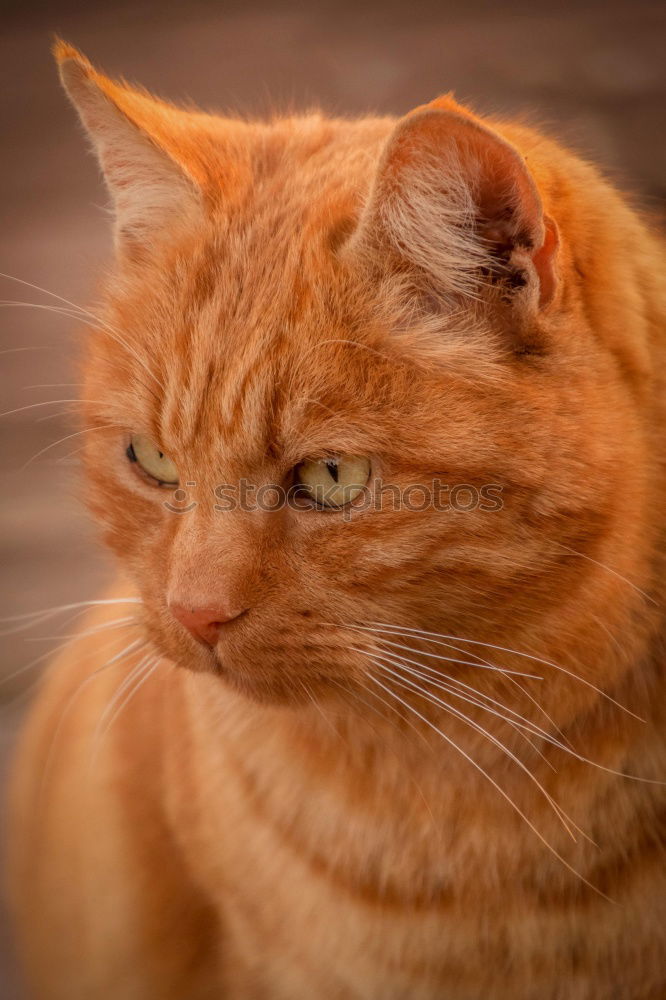 Image, Stock Photo bearing Pet Cat Pelt